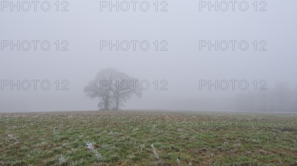 Foggy landscape with three trees and in the foreground frozen grasses in a meadow, landscape photo,