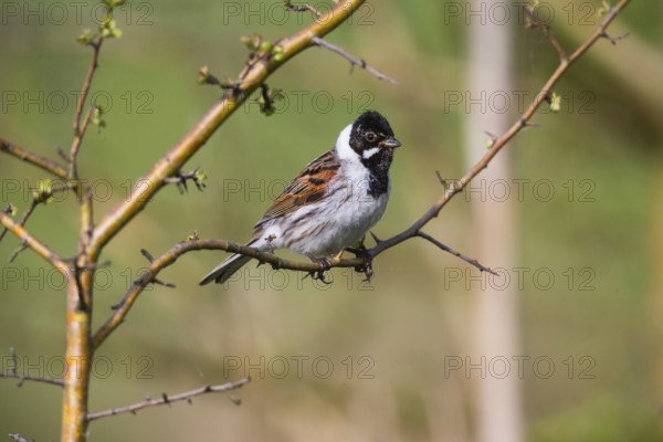 Reed Bunting, (Emberiza schoeniclus), adult male in breeding plumage, perched on a twig, Hesse,
