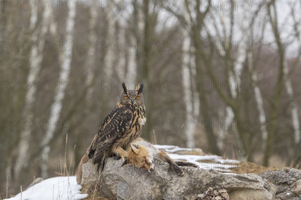 One Eurasian Eagle Owl, Bubo bubo, perched on a carcass of a red fox lying on a rock. A forest in