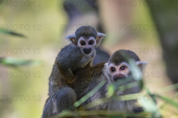 One female Central American squirrel monkey, Saimiri oerstedii, carrying her baby. Green vegetation
