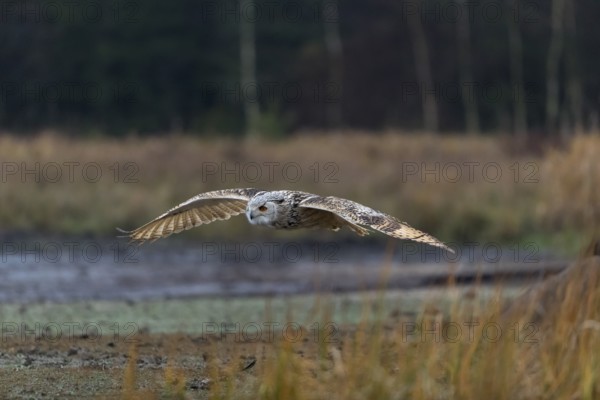 One Siberian Eagle Owl (Bubo bubo sibiricus) flying over tall reed grass lakeshore on an autumnal