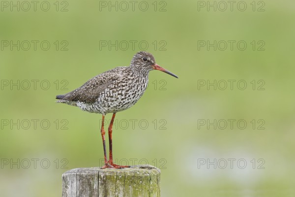 Redshank (Tringa totanus) standing on a pasture fence post, snipe bird, spring, wildlife, Hüde,