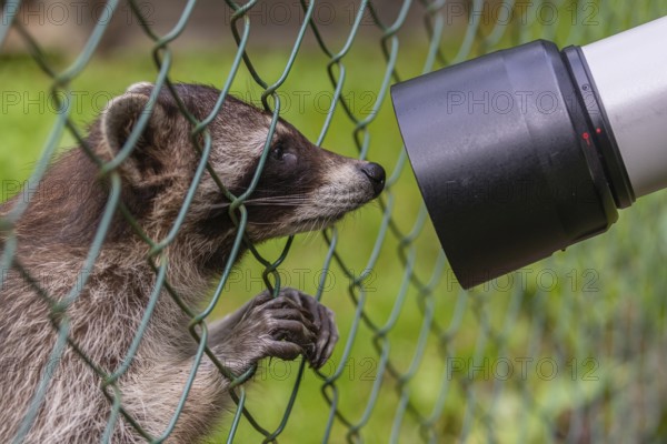 One captive young Raccoon, Procyon lotor, standing behind a fence, playing with a photographers