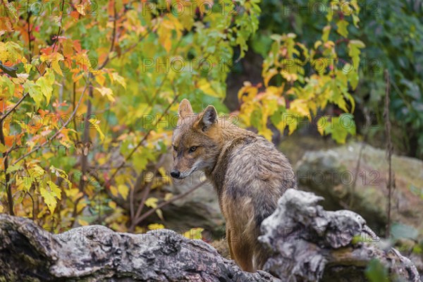 One golden jackal (Canis aureus) stands on a fallen tree trunk. Behind him is a tree in intense