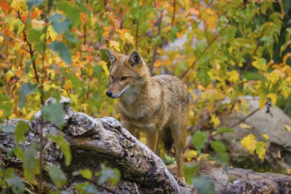 One golden jackal (Canis aureus) stands on a fallen tree trunk. Behind him is a tree in intense