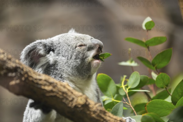 Koala (Phascolarctos cinereus) sitting on a tree, captive, distribution South Australia, Australia,