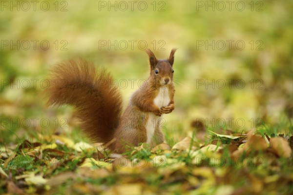 Eurasian squirrel (Sciurus vulgaris), standing in a meadow full of autumn leaves with colourful