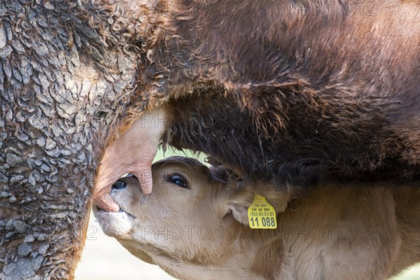 Calf being suckled, suckling calf, calf drinking milk, cow, cows in a meadow, Bad Heilbrunn, Upper