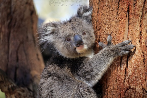 Koala (Phascolarctos cinereus), subadult, half-grown juvenile, portrait, Kangaroo Island, South