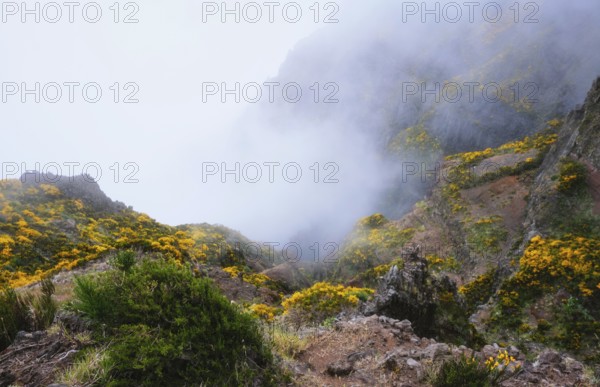 A mountain covered in fog and clouds with blooming Cytisus shrubs. Near Pico de Arieiro, Madeira