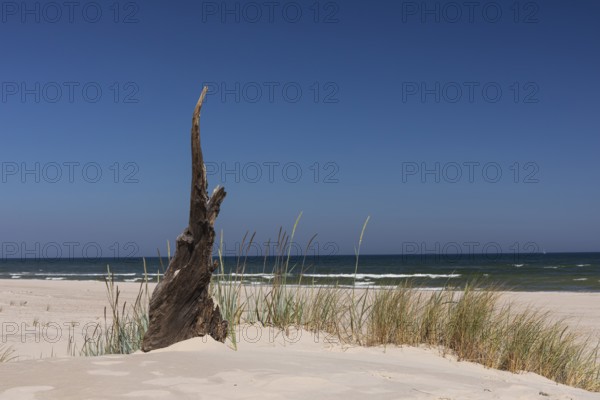 Dead trees protrude from a sand dune on a sunny day with a blue sky. Lacka Dune in the Slowinski