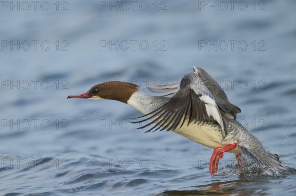 Goosander female in flight (Mergus merganser) Lower Saxony, Germany, Europe