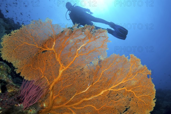 Backlit photograph of diver looking at large fan coral (Annella mollis) (Subergorgia mollis) while