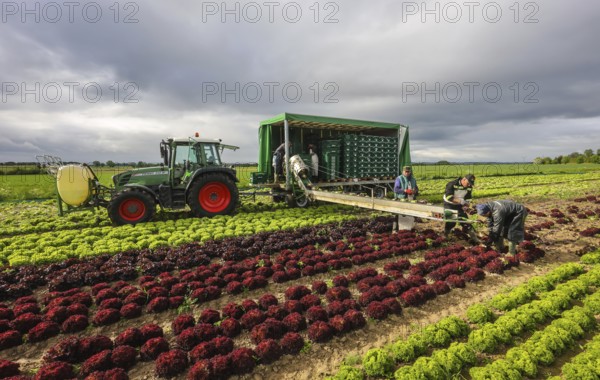 Soest, Sauerland, North Rhine-Westphalia, Germany - Vegetable cultivation, harvest helpers