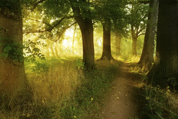 Narrow hiking trail through an avenue of oaks and ash trees in the morning light, sun shining
