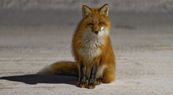 Red fox (Vulpes vulpes), winter, sitting in the snow, front view, evening light, Yukon Territory,