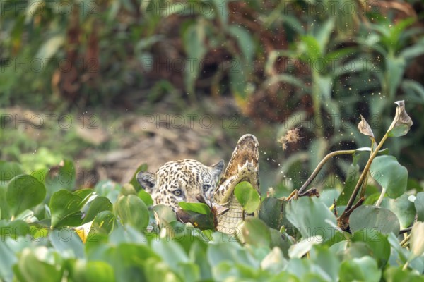 Jaguar (Panthera onca), attacking a spectacled caiman (Caiman yacare), North Pantanal, Barão de