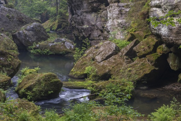 Flowing water with ferns and rocks in the Wild Gorge, river Kamnitz, Hrensko, Ustecky kraj, Czech