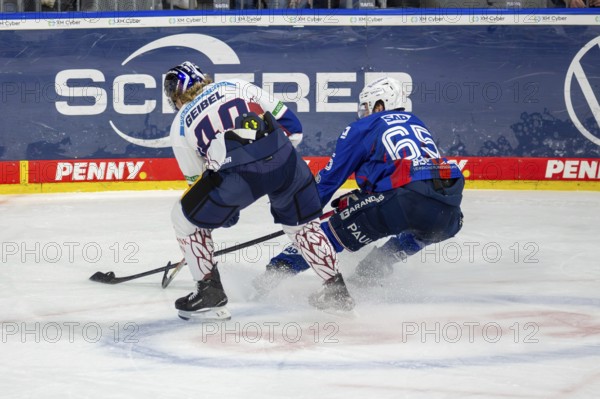 DEL, German Ice Hockey League season 2024/25, 52nd matchday: Adler Mannheim vs Eisbären