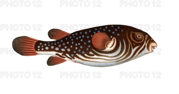 Fish, fishes, genus of the pufferfish family, Tetrodon testudineus, the turtlefish, the Toadfish,