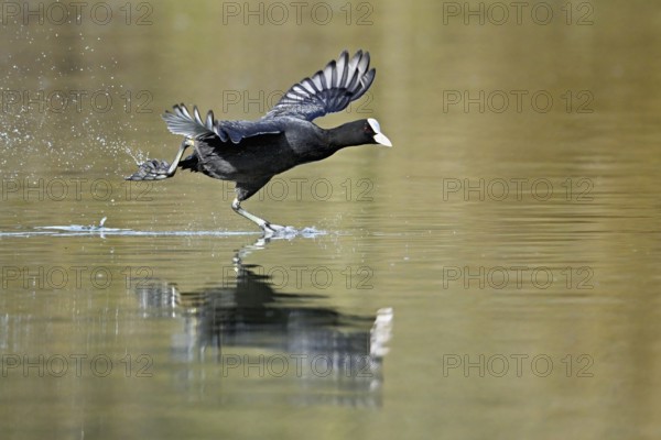 Eurasian Coot (Fulica atra), running over the water surface and causing splashing water, shallow