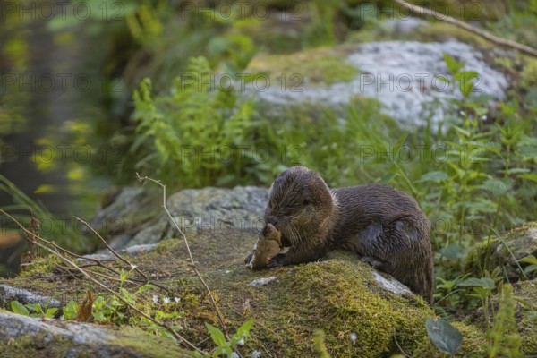 One Eurasian otter (Lutra lutra), sitting on a mossy rock and eating a fresh caught fish