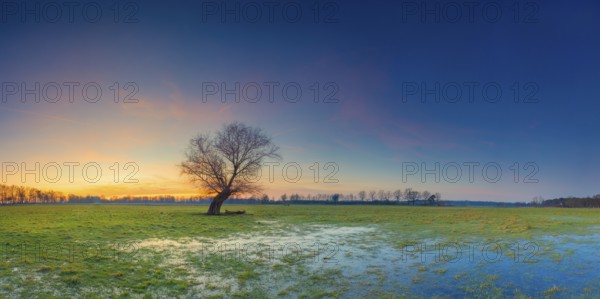 View of a pasture with a single tree in the sunset, panorama, landscape photo, nature photo,