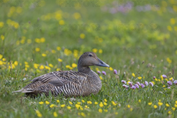 One female common eider, Somateria mollissima, resting on a flowering meadow at the coast of