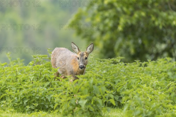 One female Roe Deer, (Capreolus capreolus), walking thru a thicket of stinging nettle in late