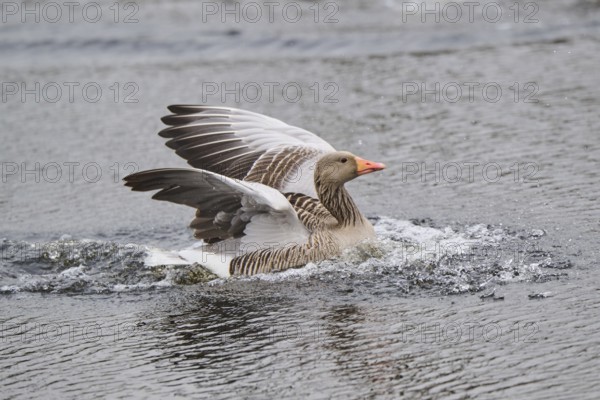 Graylag goose (Anser anser) landing in the water, Düne, Helgoland, Schleswig-Holstein, Germany,