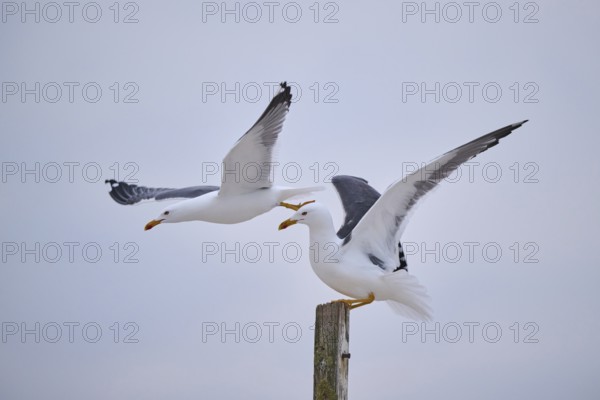 Yellow-legged gull (Larus michahellis) flying from each other, Düne, Helgoland, Schleswig-Holstein,