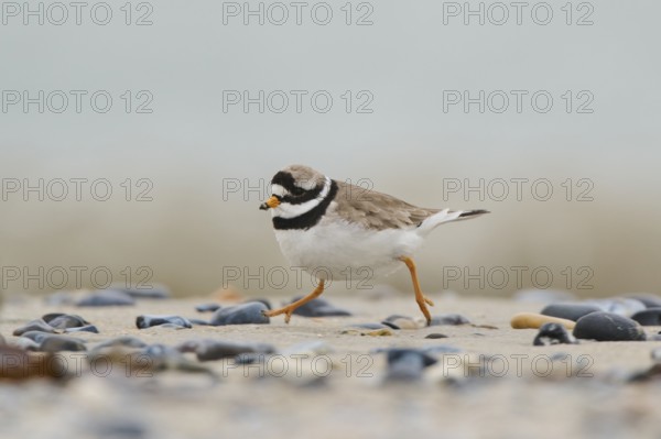 Common ringed plover (Charadrius hiaticula) on the beach, Düne, Helgoland, Schleswig-Holstein,