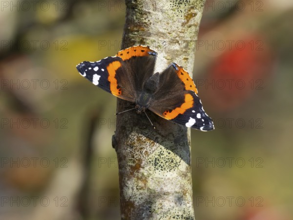Red Admiral (Vanessa atalanta), butterfly perched on a Rowan tree stem, sunbathing in autumn