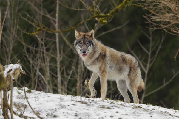 A grey wolf (Canis lupus lupus) runs across the sloping, snow-covered meadow at the edge of a