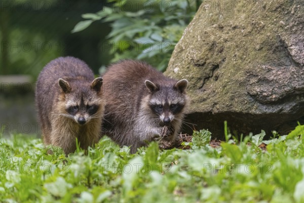 Two adult Raccoons, Procyon lotor, standing on a meadow side by side. A rock and green vegetation