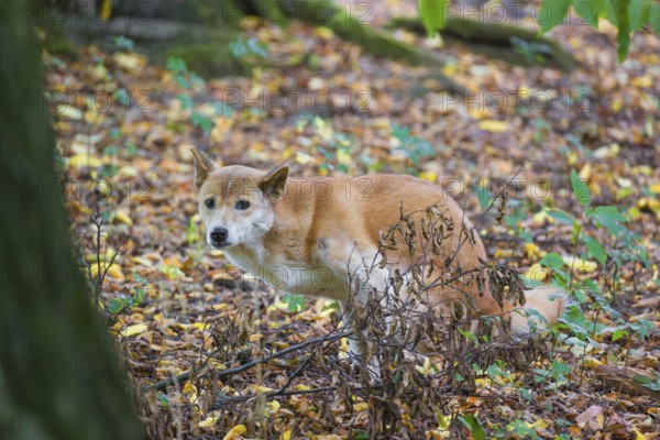 One New Guinea singing dog or New Guinea Highland dog (Canis hallstromi) (Canis dingo hallstromi,