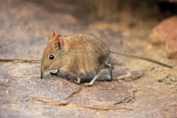 Short-eared elephant shrew, (Macroscelides probosideus), adult, foraging, Mountain Zebra National