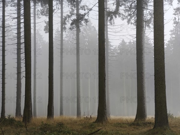 Idarwald with spruces in the fog, Idarkopf, Weitersbach, Hunsrück, Rhineland-Palatinate, Germany,
