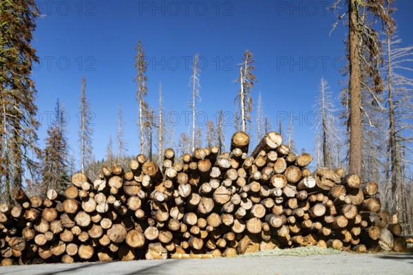 Mineral, California - Salvaged lumber from trees in Lassen Volcanic National Park. The 2021 Dixie