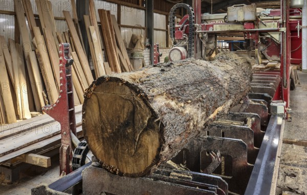 Solingen, North Rhine-Westphalia, Germany - Oak logs on the bandsaw in the sawmill, construction