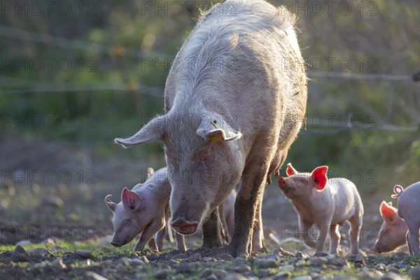 Domestic pig (Sus scrofa domesticus) adult mother and juvenile baby piglets farm animals in a