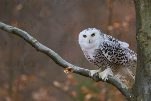 Snowy owl on branch (Bubo scandiacus) captive, Czech Republic, Europe