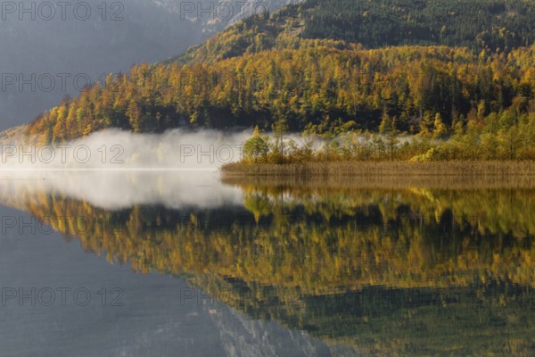 Lake Almsee in autumn with a forest reflected in the lake. A slowly dissipating fog moves over the