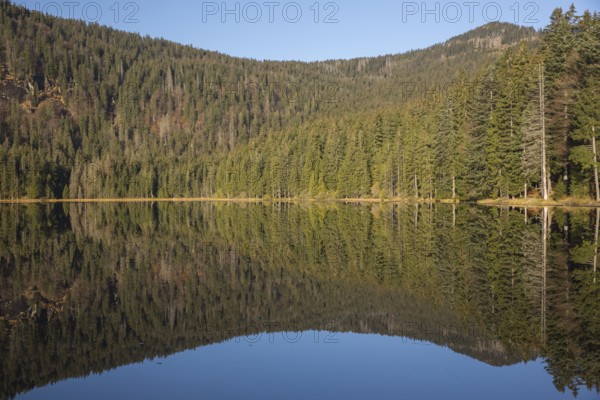 Lake Großer Arbersee in autumn. The surrounding forest is reflected in the mirror like surface of