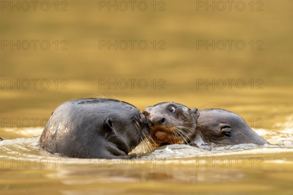 Three giant otters (Pteronura brasiliensis), playing young, North Pantanal, Barão de Melgaço,