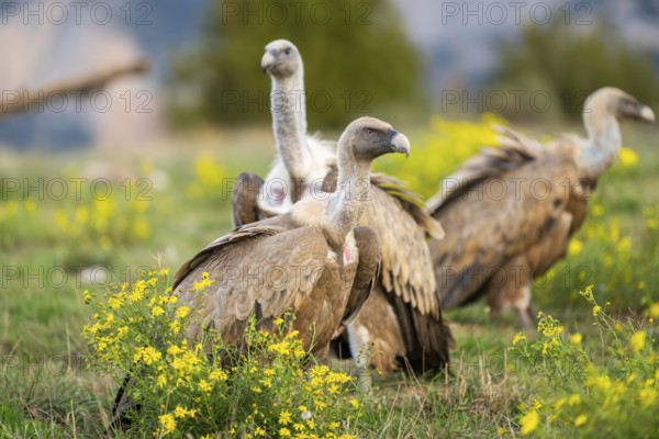 Griffon Vulture (Gyps fulvus) sitting on a flowering meadow in autumn, Pyrenees, Catalonia, Spain,