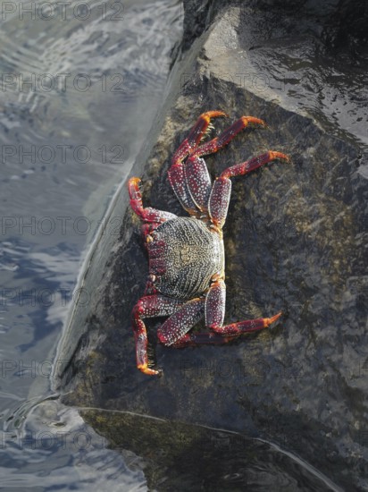 Colourful crab, red rock crab (Grapsus adscensionis), on a rock by the water, Puerto de Santiago,