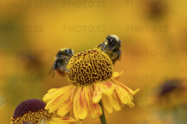 Red tailed bumblebee (Bombus lapidarius) two adult bees feeding on a Helenium flower in summer,