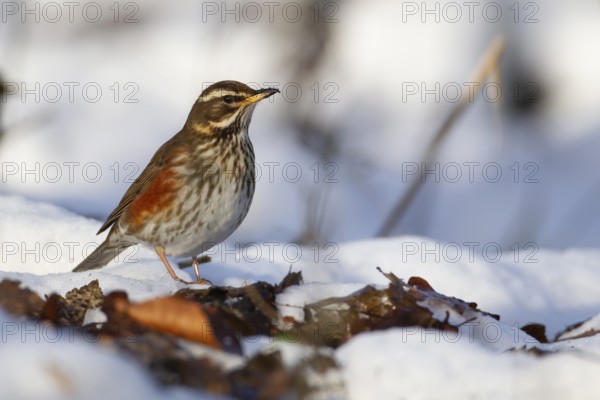 Redwing (Turdus iliacus) adult bird in a snow covered woodland in winter, England, United Kingdom,
