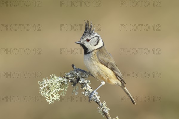 Crested Tit (Parus Scalloped ribbonfish) sitting on a thin branch covered with lichen, Wildlife,